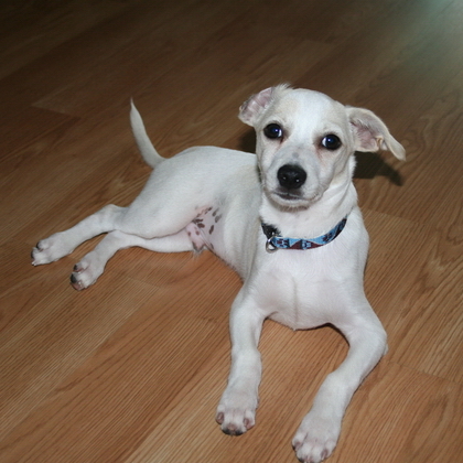 NoNoBadDog's profile picture. U. S. Army (Retired), Consultant, Technology Advocate
Veterinary Technician