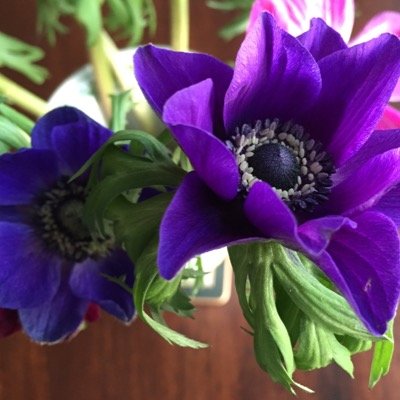 Profile Picture of Ann Forster (@annforster) on Twitter