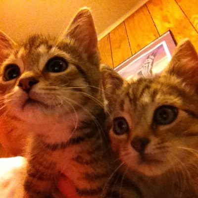 jelocats's profile picture. Tweeting cats Jack, Emma, Lily & Ozzy.