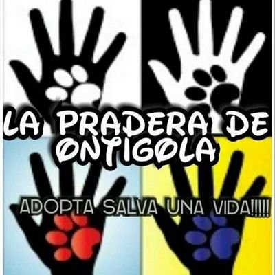Somos amantes de los animales que estamos gestionando el refugio para ayudar a los animales abandonados.