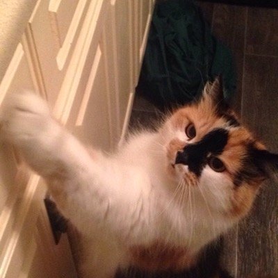Bands, cats n stuff :3 and paramore. I follow back