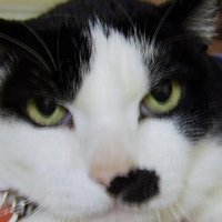 🎌祝高市早苗日本国総理大臣🎌BluesCatNews 🇺🇸 (@angelfire3426) 's Twitter Profile Photo