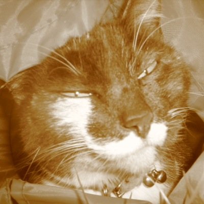 cafealoo's profile picture. Fine Art Painter - Barbara Kneale