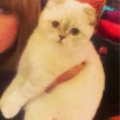 Certified • Swiftie • Little Black Star • KatyCat • Mixer