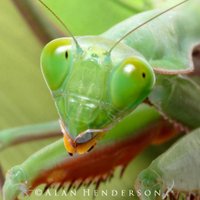 Minibeast Wildlife (@minibeast_wild) Twitter profile photo