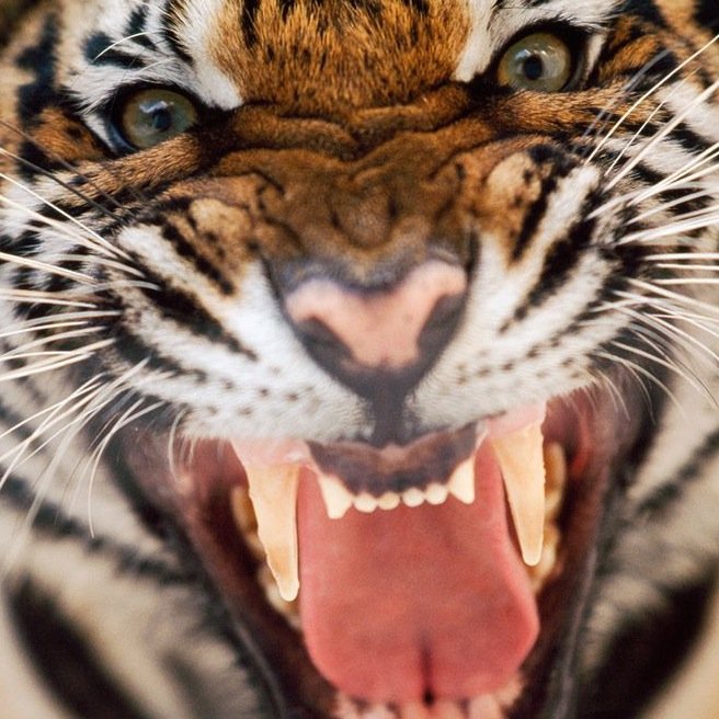 NNHS_absences's profile picture. 