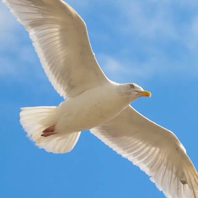 ricebug27's profile image