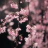 Fujino_Kousaka's profile picture. 20↑とっくに成人済/高身長(170↑)/雑食/興味、惹かれたものなんでも/SNS専用/臨床では急性期の看護師してました/今は企業で働く看護師/臨床にも戻りたい気持ちもある/仕事病/日本の医療に不安しかない/愛国心は強め/自分の生まれた国を好きで何が悪い/美しいものが好き/