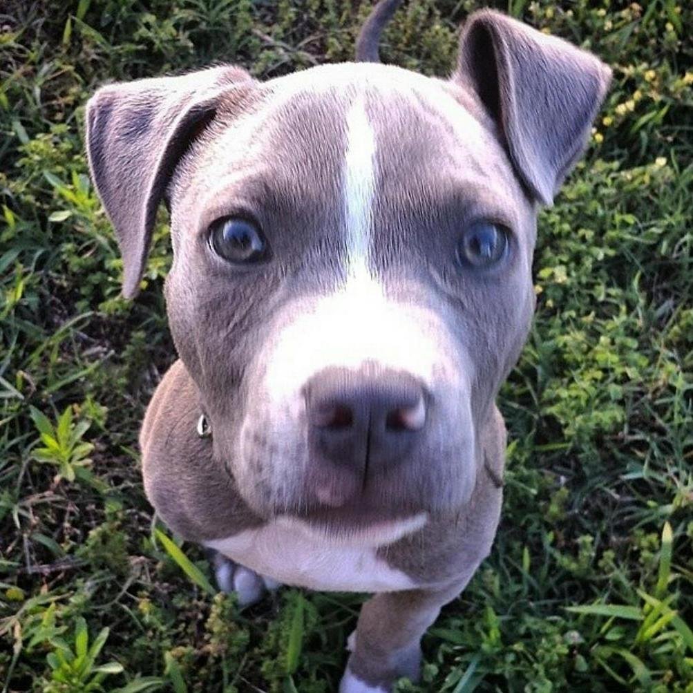 Sharing cutest pitbulls/pit mixes that people have submitted by DM! (Follow us & DM your Pitbull photos. Have photo tagging turned on for credit)