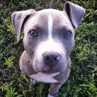 Pit Bulls 🐶(@PitbuIIs) 's Twitter Profileg