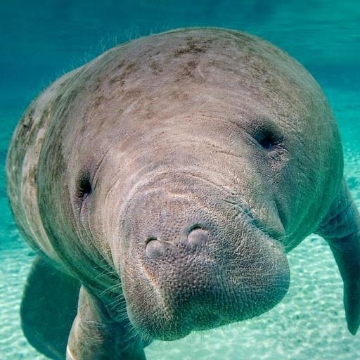 Bringing out your inner manatee
