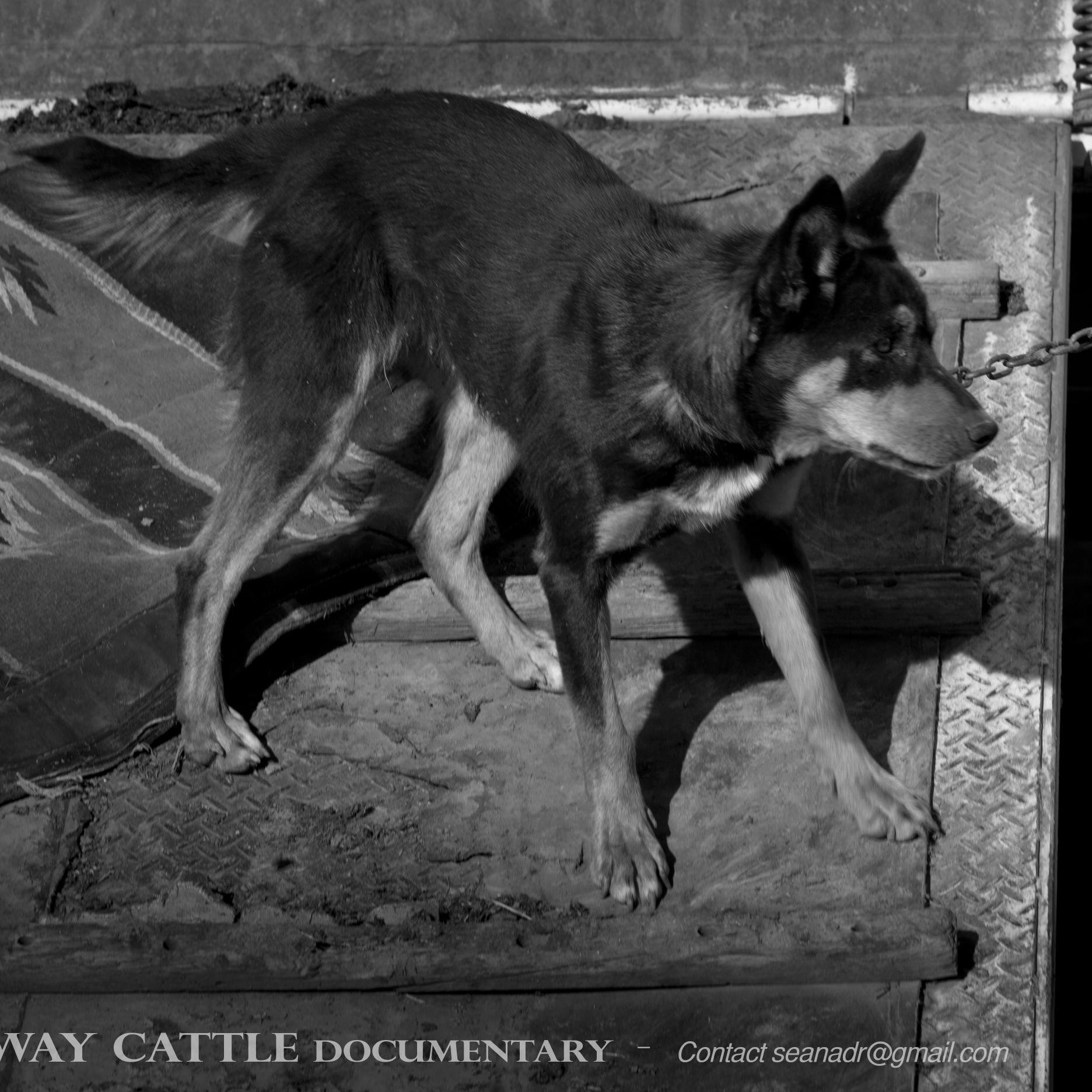 Formerly known as 'Highway Cattle', this is a documentary in production about cattle droving in Australia, and the Travelling Stock Route network