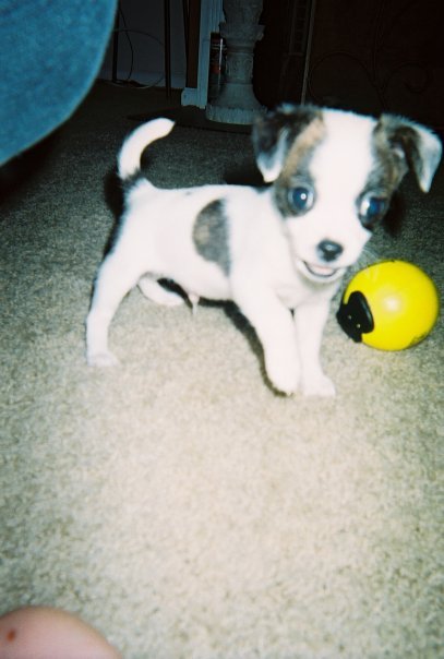 BitchesLuvChase's profile picture. 