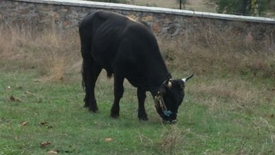 gadut_07's profile picture. 