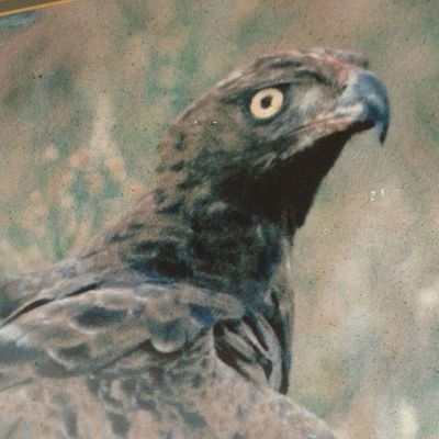 mareecollier48's profile picture. Like wildlife, nature, nature walks and reserves, birds(feathered species), pets, movies,  books, rugby. Loathe cruelty to all animals and children