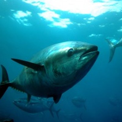 最も欲しかった まぐろ 寝る かわいい魚ギャラリー 最も欲しかった まぐろ 寝る かわいい魚ギャラリー