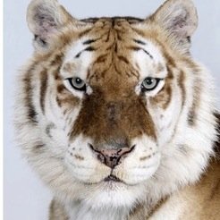 01_ivi4's profile picture. Read me tho(roughly)