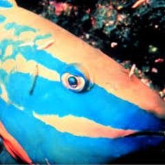 Fishing New and Videos.