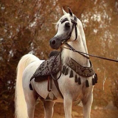 ‏‏‏‏‏‏جمال العقل:بالفكر.وجمال اللسان:بالصمت.وجمال الوجه:بالعبادة.وجمال الفؤاد:بترك الحسد.وجمال الحال:بالاستقامة.وجمال الكلام:بالصدق
وبتمسكي لهذه الست سأظل شامخة