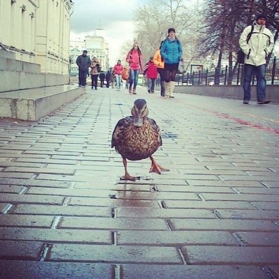 интелегент