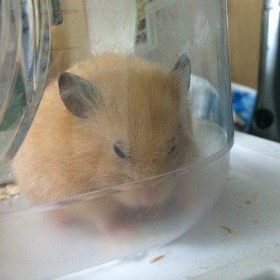 ぐらぶる。
