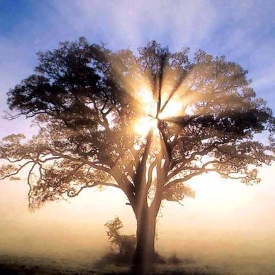 anleggsgartner's profile picture. Fullforsikret trefelling. Vi tar alle oppdrag med trær. Trefelling og beskjæring. Ta kontakt via nettstedet vårt for GRATIS BEFARING! Mange års erfaring.