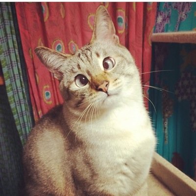 wrongqo's profile picture. 