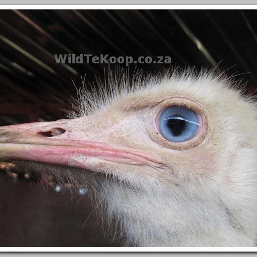WildLife Wanted in South Africa