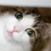 Maya Telafis (@maya_telafis) Twitter profile photo Maya Telafis (@maya_telafis) Twitter profile photo