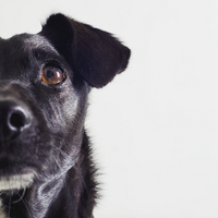 Cão em Quadrinhos (@caoemquadrinhos) 's Twitter Profile