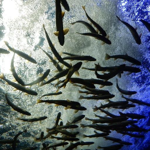 nobugu's profile picture. 国内旅行、北海道、沖縄、離島、IT、金融、野球、乗り物（飛行機～バイクまでいろいろ）、気象（最近はギター・プロレス・政治・お笑い・水族館に関しても）私的に語ってます。 ＊ 政治・沖縄基地・原発などの社会問題が最近多いです（専門アカではありませんので時々脱線します。）＊スパム・ セールスなどお断りします。