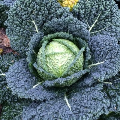 Brassica grower