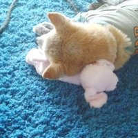 のぶのぶ(nobnob7241619) (@ekomomaimomona) 's Twitter Profile Photo