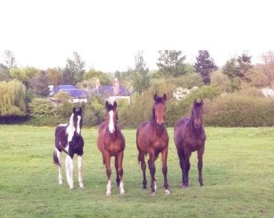 Officially approved ISF Crew :) Excited to be working with a group of badass change makers! Roseanna and Lynette ☺ Proud mummy of 87 horses and 4 dogs