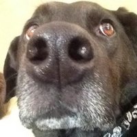 T Sturk (@tacsturk) 's Twitter Profile