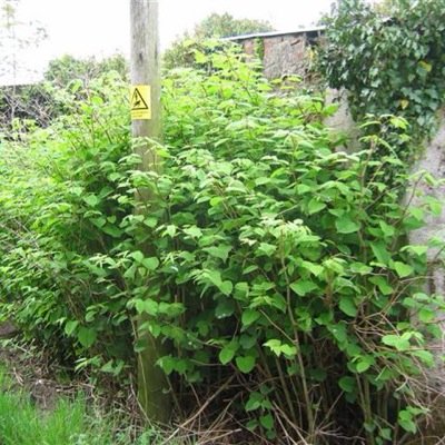 Japanese Knotweed Invasivesinfo Twitter Japanese Knotweed Invasivesinfo Twitter