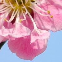 ほうれん草が苦手です。