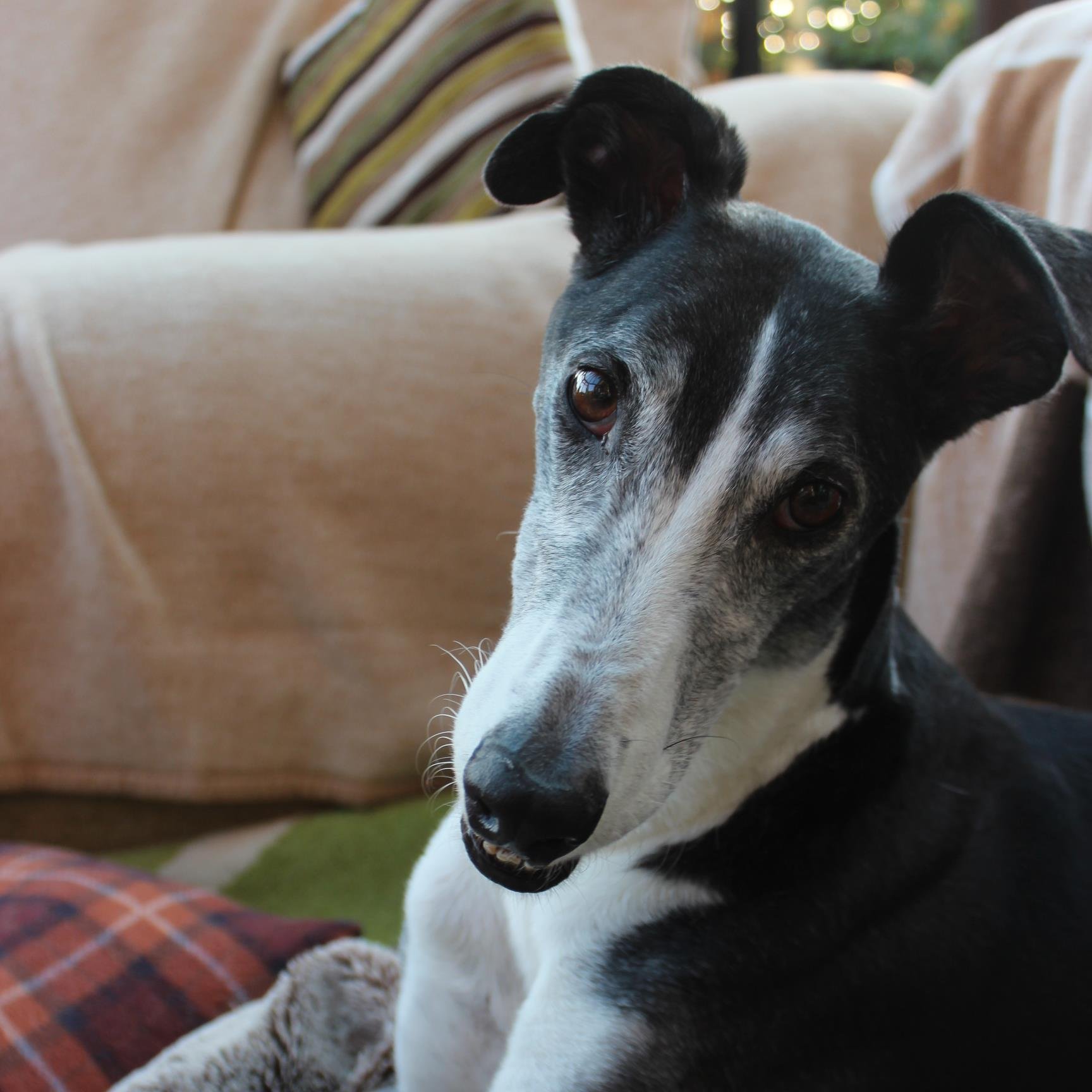 I'm Gary, a retired greyhound. I spend my days eating, sleeping and most importantly of all squeaking! Retired life is wonderful!
