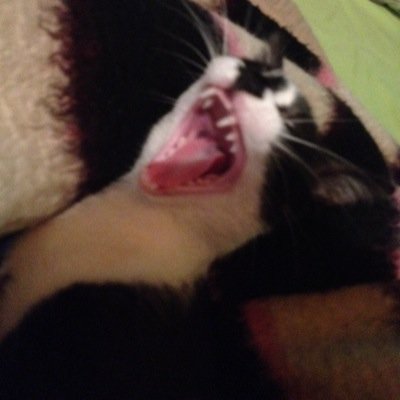 PajueraChumbi's profile picture. Soy Pajuera! me gusta comer, dormir y romperle las bolas a @HolaSoyAlethia :3
Mis hermanos: Padentro y Pabajo (Parriba murió u.u)
❤️Si me das comida te amo ❤️