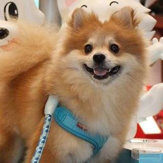 ポメラニアンが大好き！！ポメラニアンのポメ(という名前)と暮らしてます。他にはフィギュアスケート中心にスポーツ観戦(ゴルフ・野球・サッカー・駅伝・相撲など)、ＡＫＢ(0048)、EXILE(２JSB)、K-POP（スキズ、ooo）などが好き。