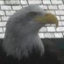David Adler (@daveadler01) Twitter profile photo David Adler (@daveadler01) Twitter profile photo