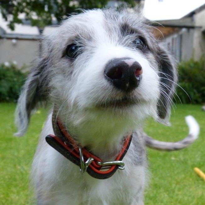 The Official Twitter page for Alfie, Dog of the Diving Stars!