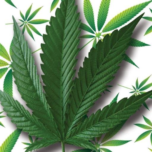 Baked Goodz Apparel is where you can get the hottest Marijuana related products such as T-shirts,Socks,and Stash Jars! GET HIGH OFF OUR SUPPLY