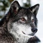 hi i am ray i am a lone wolf until i find some other wolfs to be with (fan account)