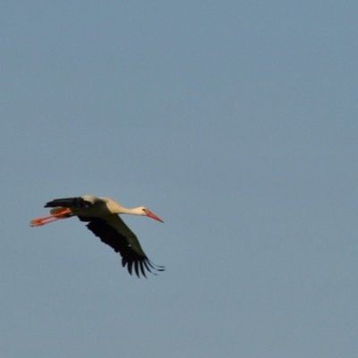 SatuGm's profile picture. 