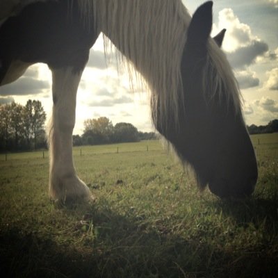 Thomasdatankk's profile picture. I'm not fat I'm just cuddly
*Follow me or i will eat you*
