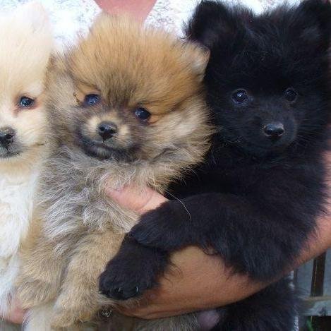 aboutpompups's profile picture. Your Source for Breed Information, Health and Grooming Tips, and Quality Toys, Food and Other Products