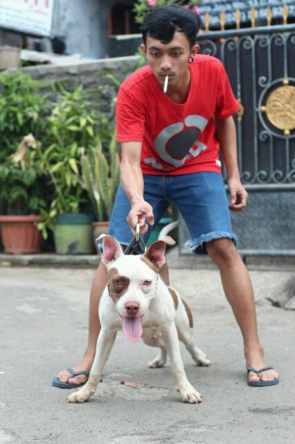 irvanzulqarnain's profile picture. AdeVitria | My style #AmericanPitbullTerrier #Blink182 #ManchesterUnited