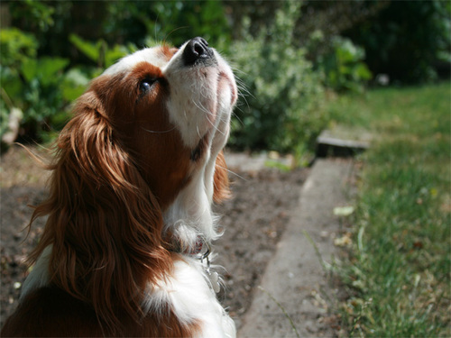 DogFoodRatings's profile picture. Dog Food Ratings. Info about helping your dog have a long and healthy life