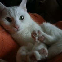 johnny razorcakes (@therazorcakes) 's Twitter Profile
